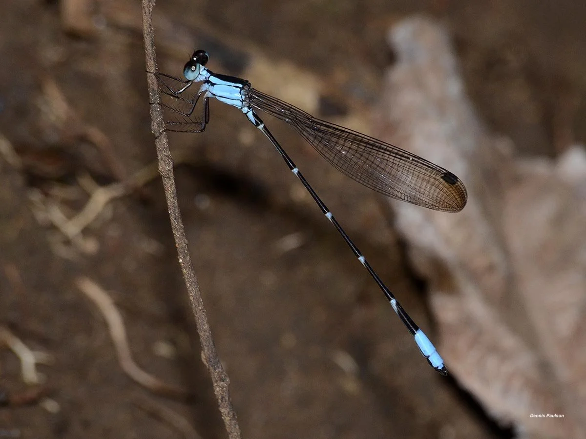 Species of the Month — Dragonfly Society of the Americas